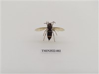 藏品(威氏虎頭蜂)的圖片